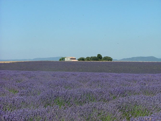 Campo de Lavanda em Provence
