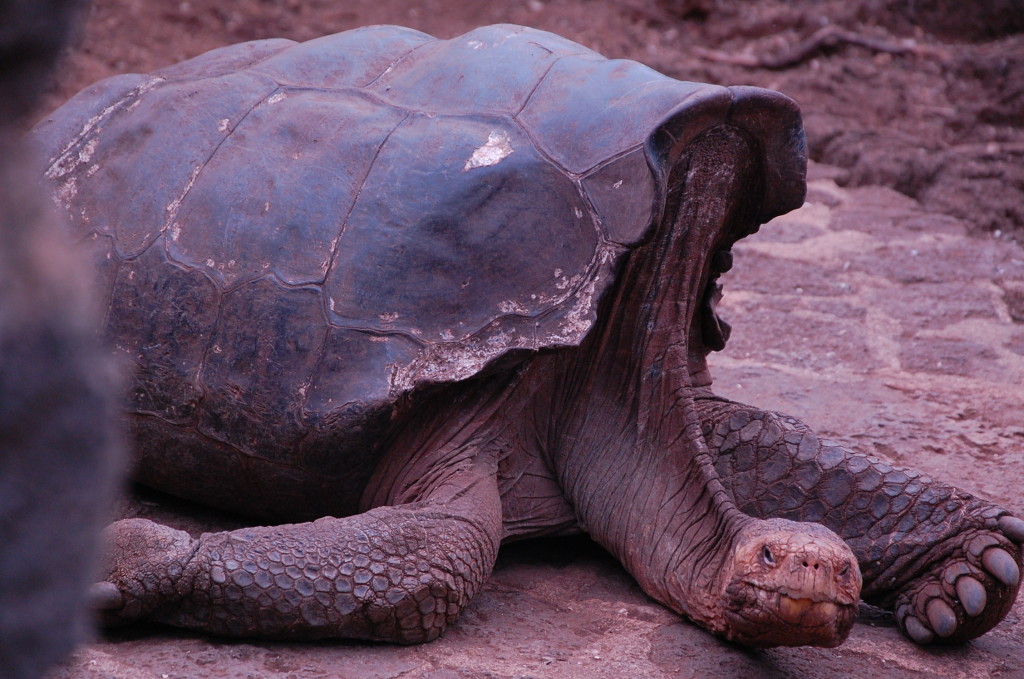 Diego, tartaruga gigante no Parque Nacional de Galápagos / Crédito: Ana Elisa Teixeira